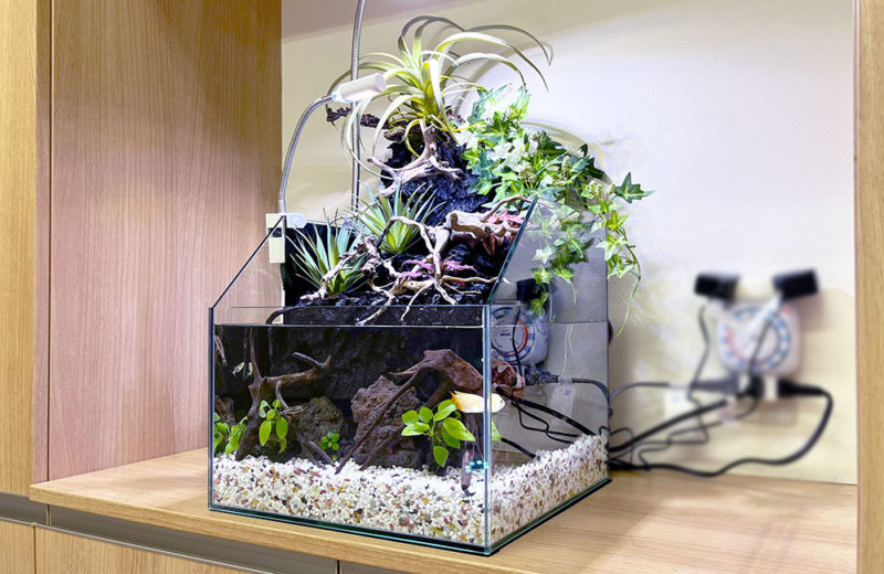 太陽の代わりになる水槽用照明7選！室内ビオトープ・テラリウムにも