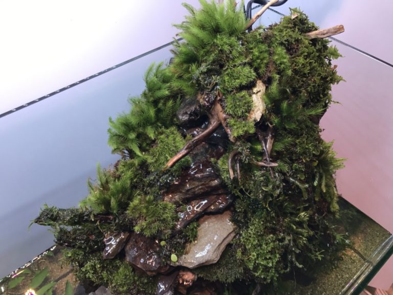 滝のあるアクアテラリウム水槽の作り方！画像でわかる・総まとめ｜東京