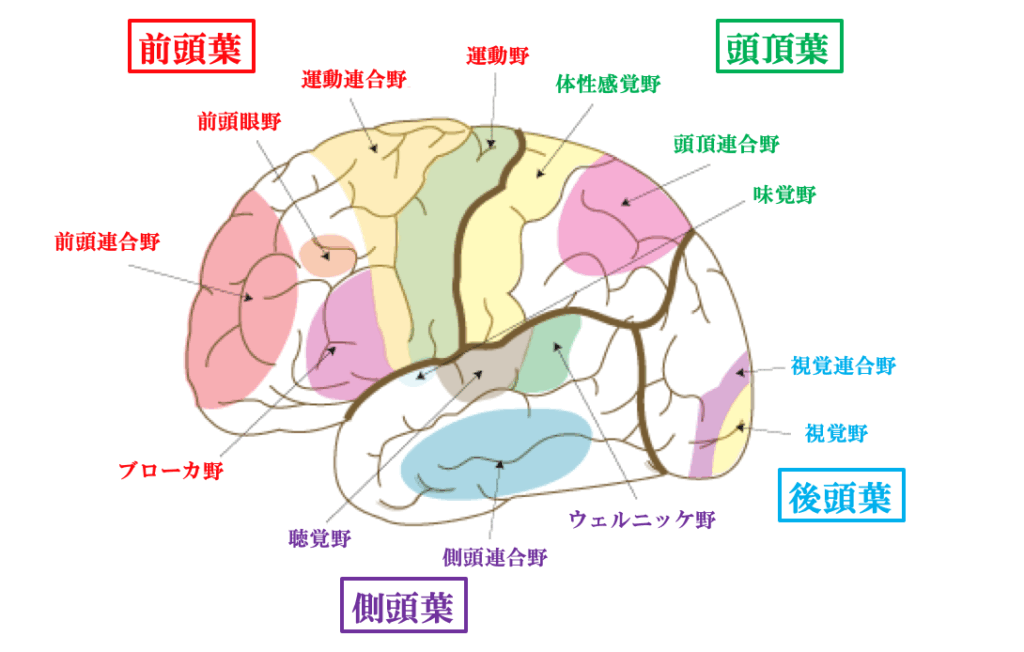 頭頂葉の働きをわかりやすく解説｜感覚・空間認知・注意との関係