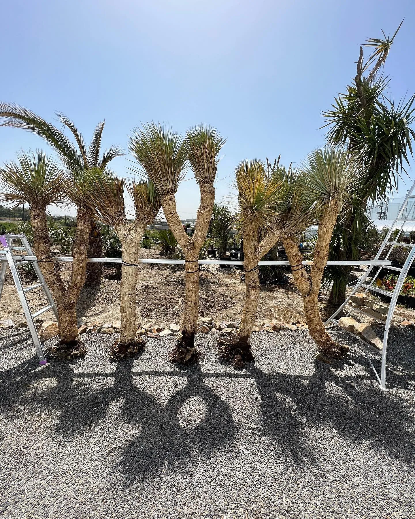 ロストラータも2、4ヘッドが入荷です。 | ブログ | 愛知の植物販売なら