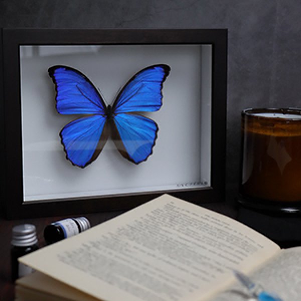 昆虫標本箱モルフォ蝶1頭入れ