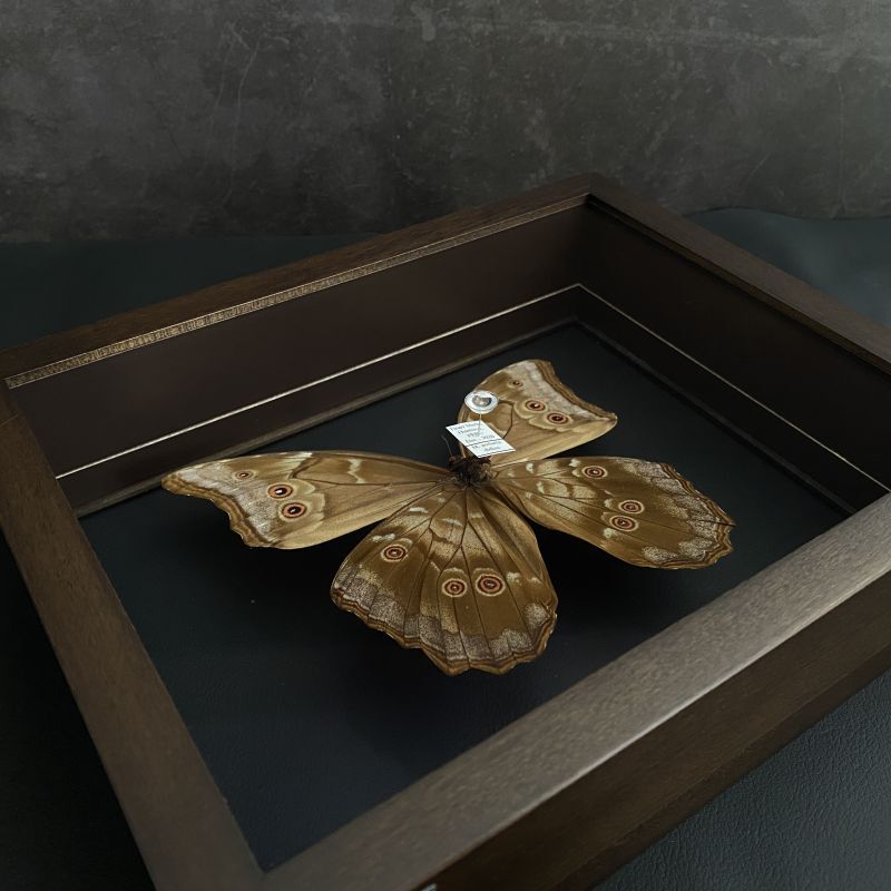 昆虫標本箱 大型ドイツ箱 3個セット (A) 大型ドイツ型標本箱[黒] -