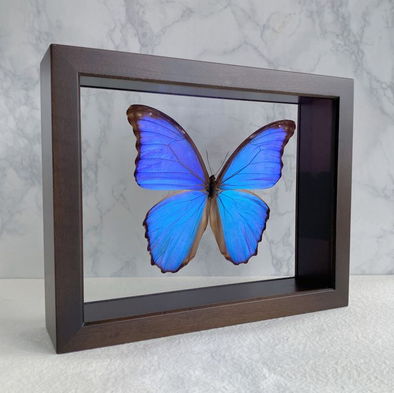 両面ガラス標本箱（ドイツ箱） 標本の表面と裏面が観察できます