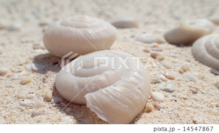 ヒロベソカタマイマイ 陸貝 半化石 ヒロベソカタマイマイ 陸貝 半化石