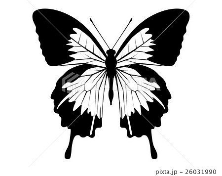蝶01のイラスト素材 [26031990] - PIXTA