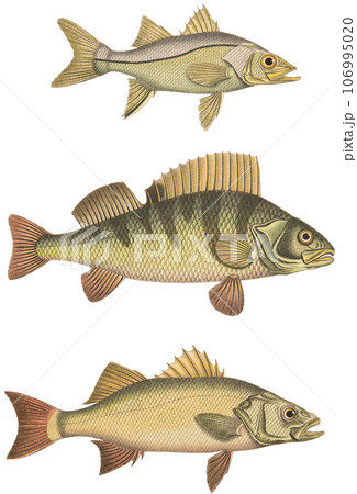 アンティーク・イラスト「19世紀スイスの魚図鑑」のイラスト素材