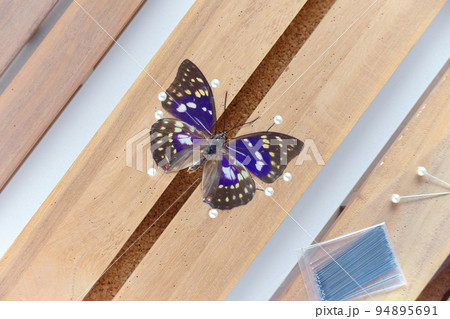 展翅板の写真素材 - PIXTA