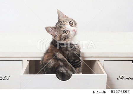 見返り猫の写真素材 - PIXTA