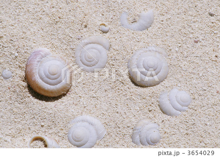 化石 ヒロベソカタマイマイ 小笠原諸島の写真素材 - PIXTA