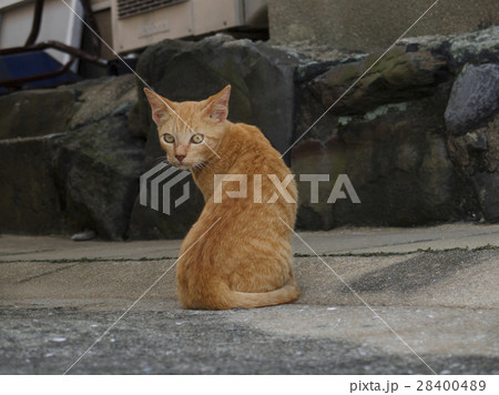 見返り猫の写真素材 - PIXTA