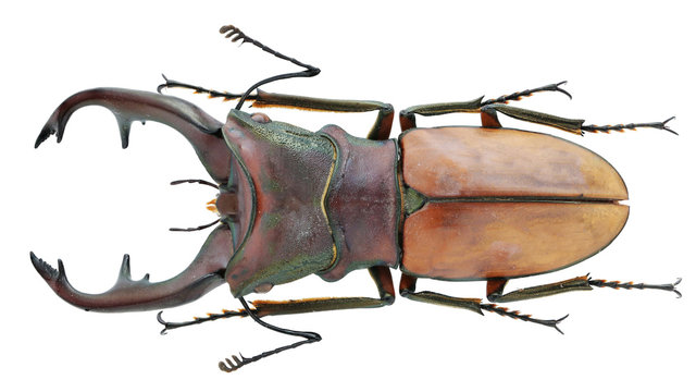 アート・デザイン・音楽 IL CERVo VOLANTE (Coleoptera lucanidae