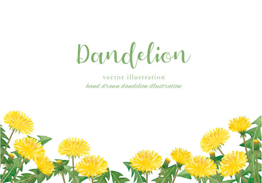 たんぽぽ」の写真素材 | 962,769件の無料イラスト画像 | Adobe Stock