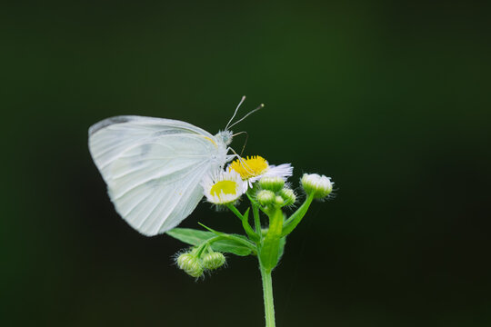 紋白蝶」の写真素材 | 213,123件の無料イラスト画像 | Adobe Stock
