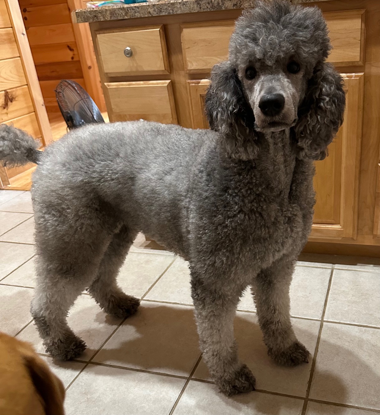 Primrose - Tamarack Therapy Poodles