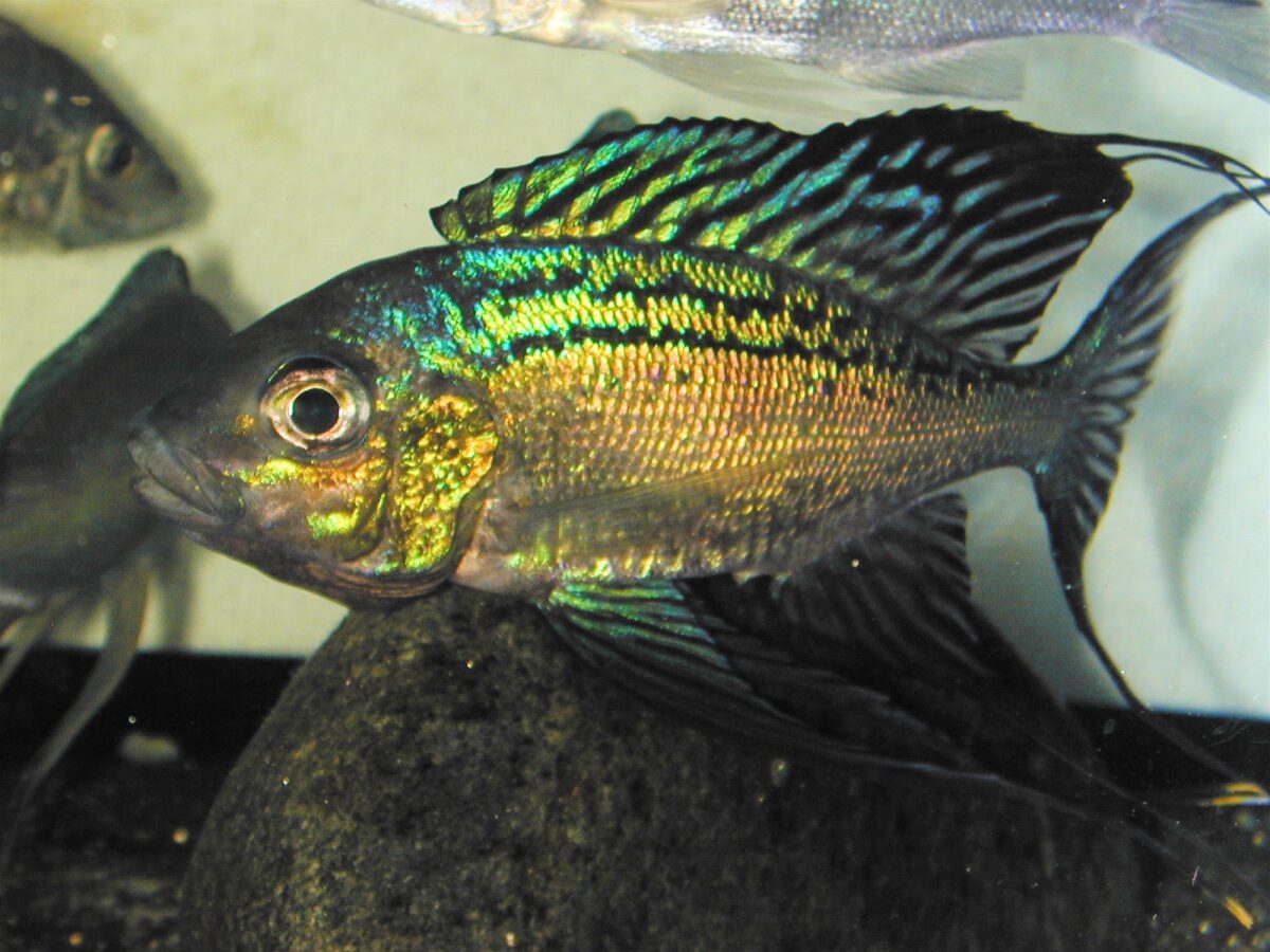 Tanganjika Cichliden – タンガニイカ・シクリッドの飼育と繁殖