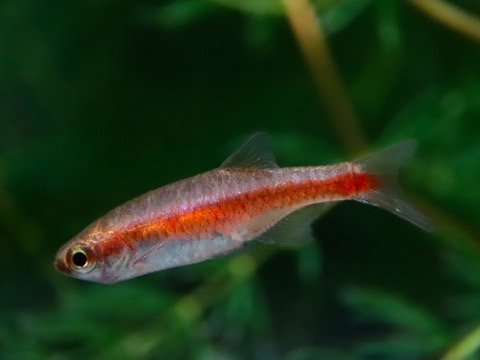 Tanganjika Cichliden – タンガニイカ・シクリッドの飼育と繁殖