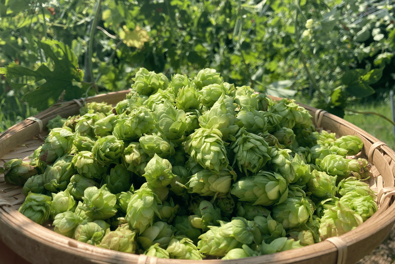 数量限定】TK100-Fresh HOP MEISTER [Green]（缶）｜丹後王国こだわり市場