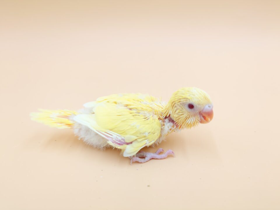 セキセイインコ雛＆オカメインコ雛入荷 | 谷美鳥園