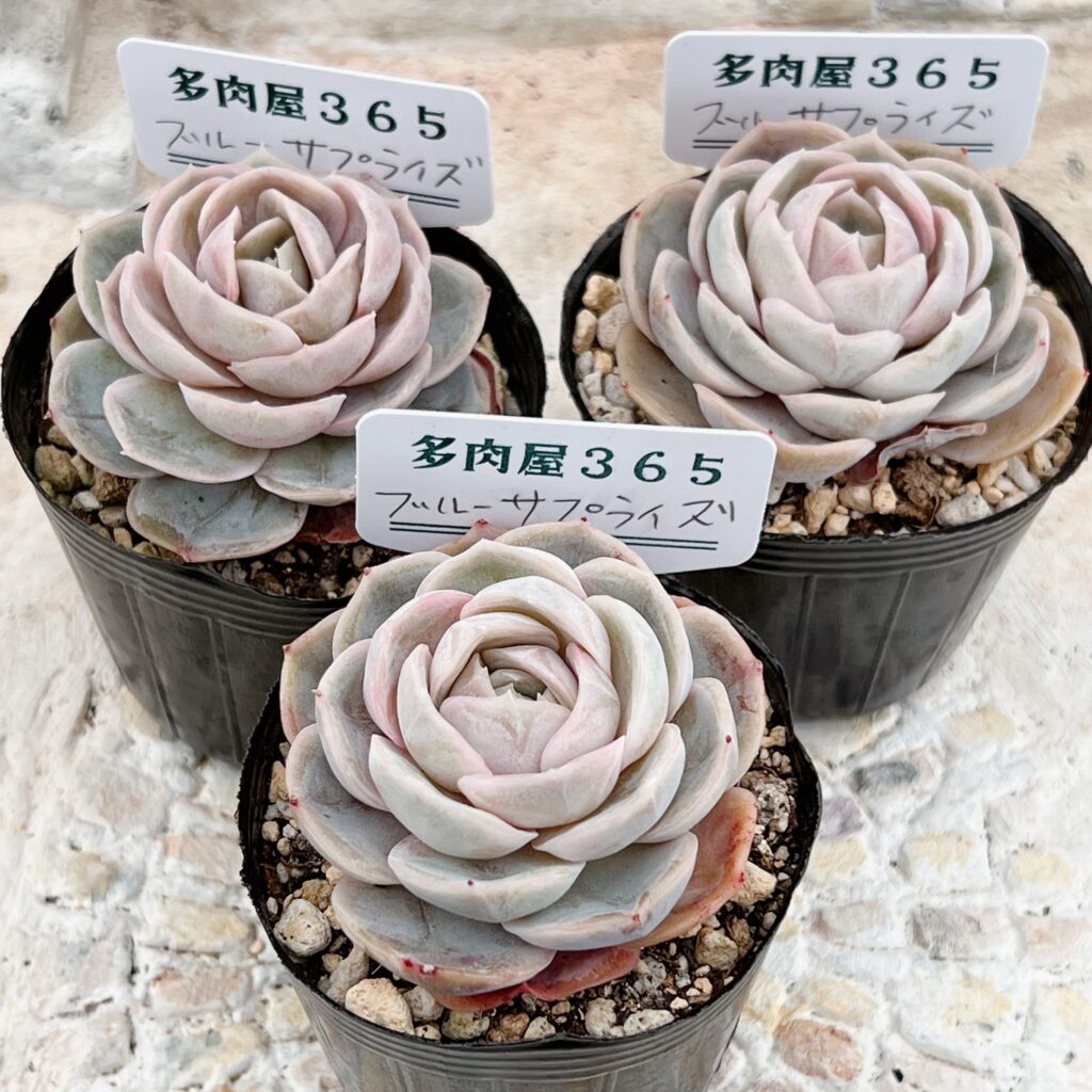 春の多肉祭り！店長厳選の多肉植物ラインナップを大公開！【BASE通販