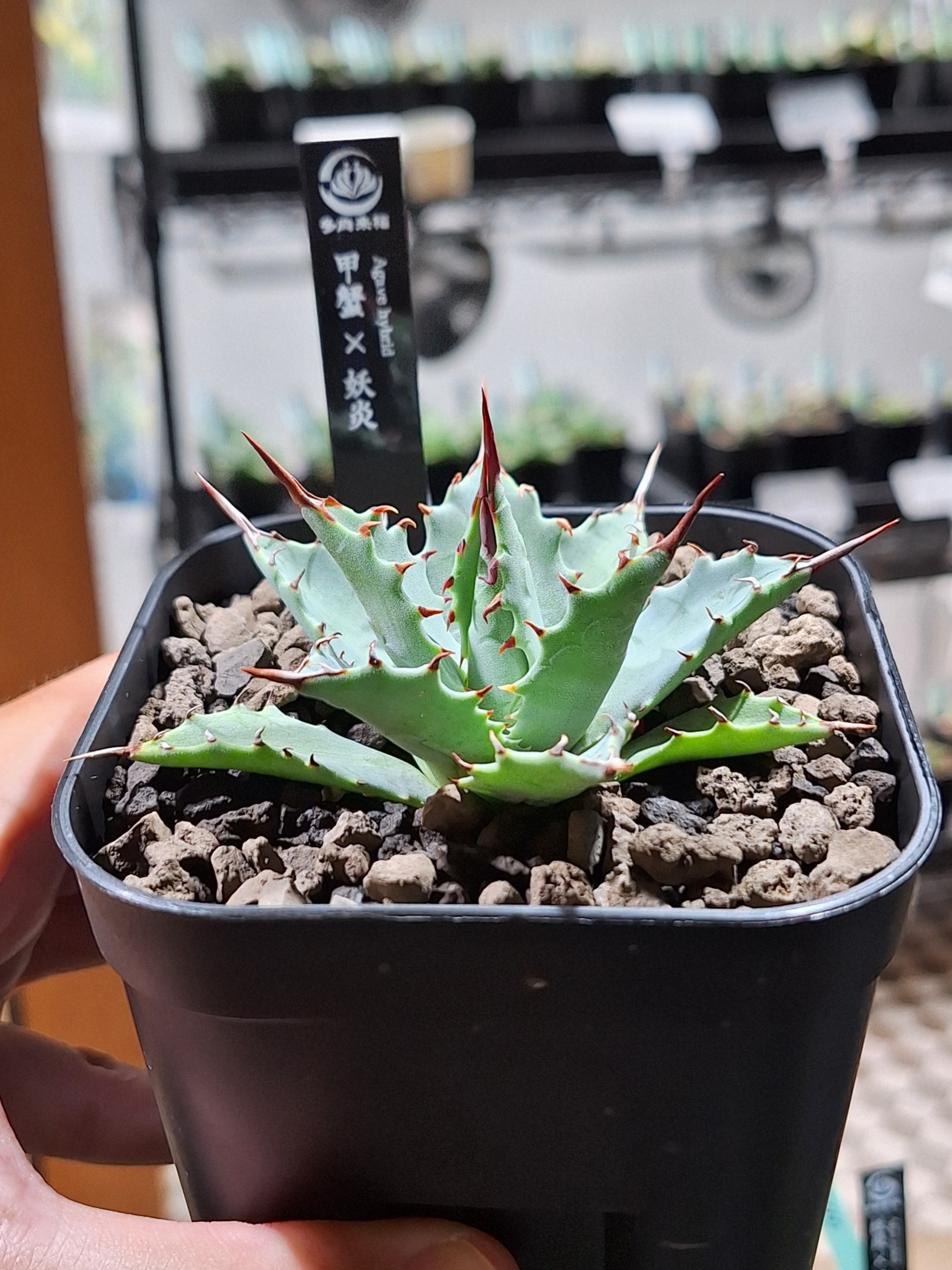 Agave hybrid 甲蟹×妖炎 – 多肉来福