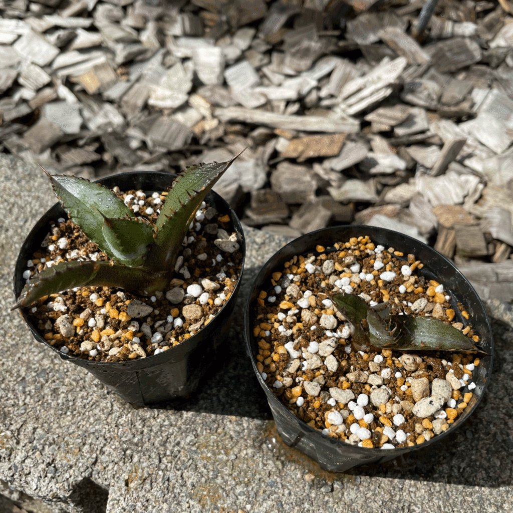 アガベ チタノタ 子株育成記録│多肉丸｜多肉植物育・塊根植物の育成販売