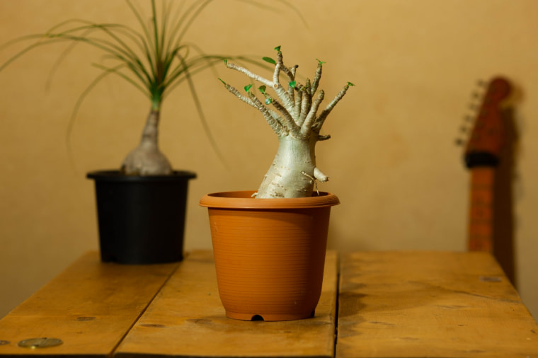 コレクター心をくすぐる塊根植物｜TANOKURA