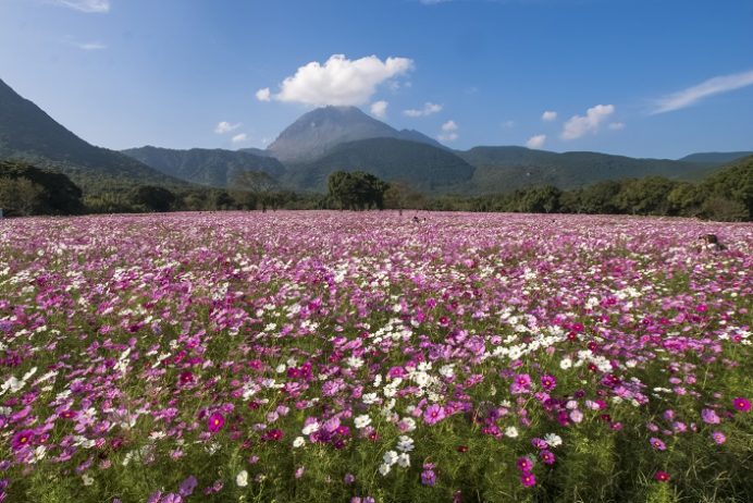 しまばら火張山花公園のコスモス【見頃速報2023（10/19木）】～県下