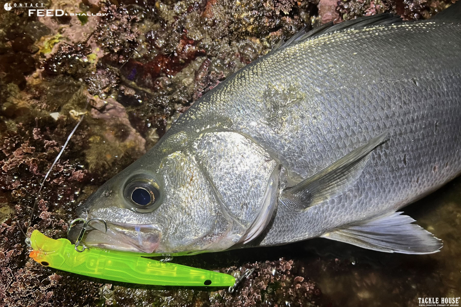 たいち ヒラスズキ シーバス ルアー12個セット JUMPRIZE等 楽天市場