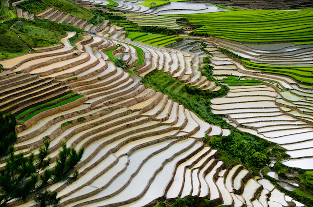 言葉を失うほど美しい、四季折々の「ベトナム棚田絶景」 | TABIZINE