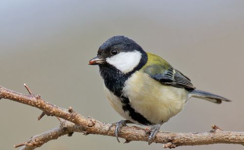 8月〜9月の鳥情報 | たじま高原植物園