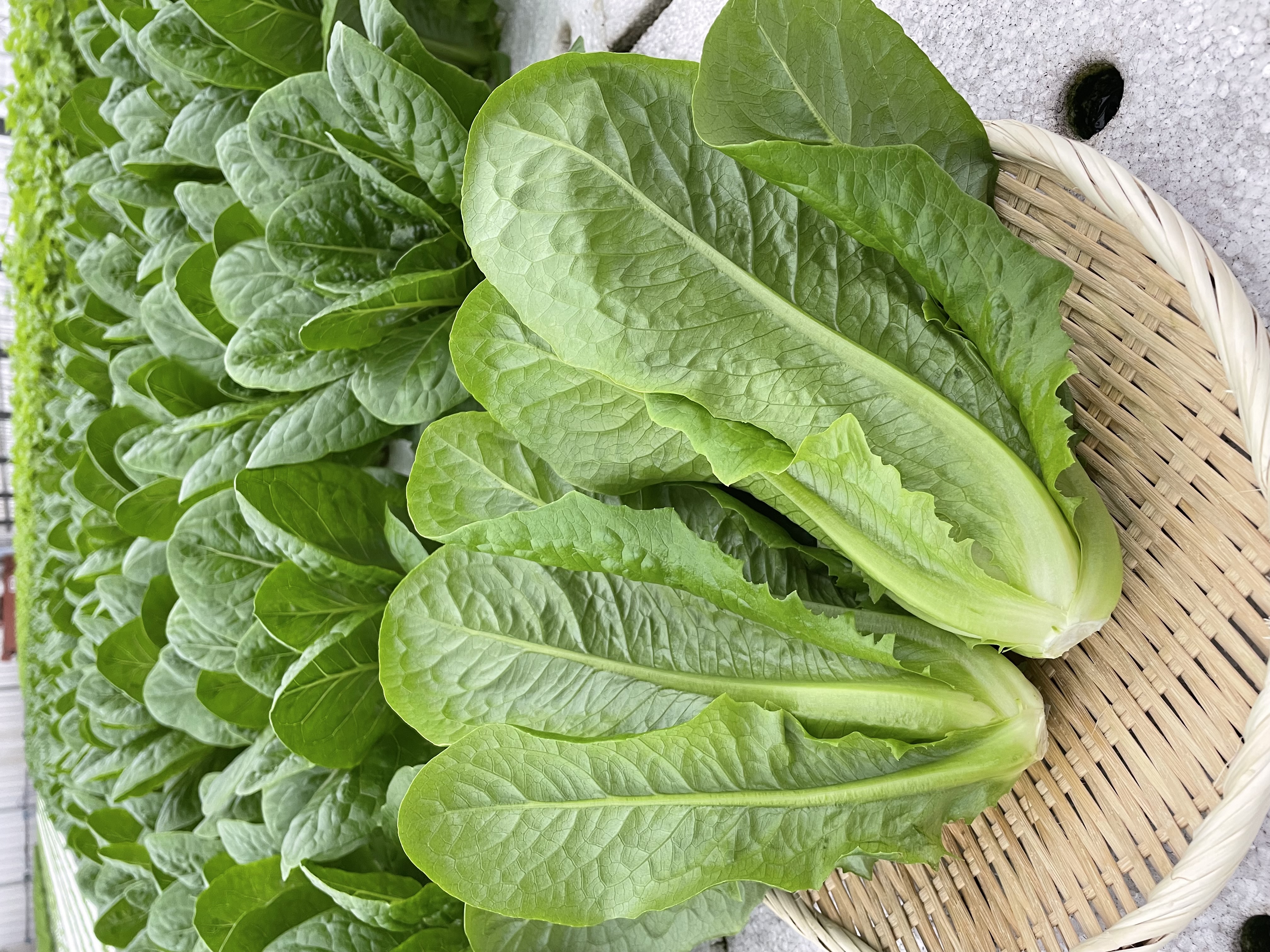 高田種苗オンライン / トッカドーナ Tuccadona RZ ｺｰﾄ種子