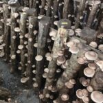 原木しいたけ栽培セットC（ホダ木4本やや細め）椎茸栽培キット | 原木