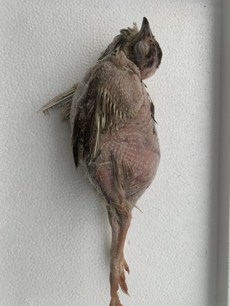 冷凍 親うずら 未処理100羽入 数量限定 残5箱 冷凍親うずら未処理100