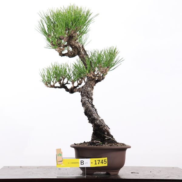 黒松【B10-1745】 | JA香川県 高松盆栽の郷オンラインストア