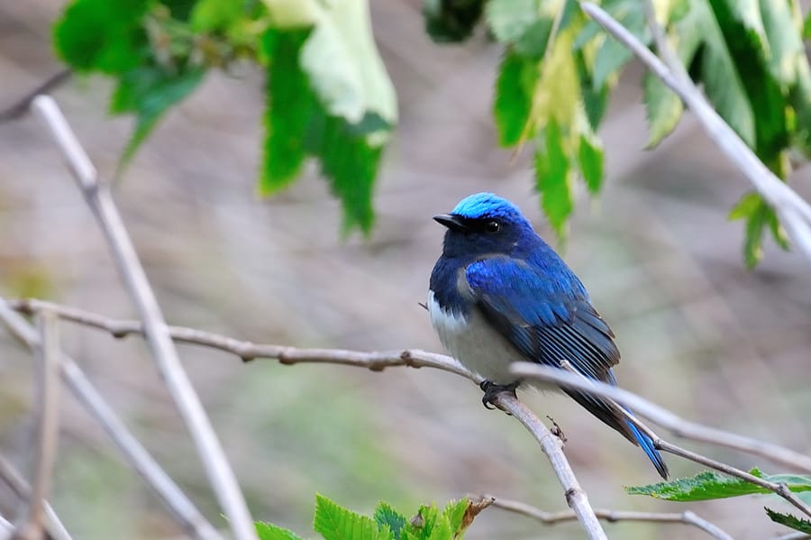 c4321933cbc282c26203bfe0d20925