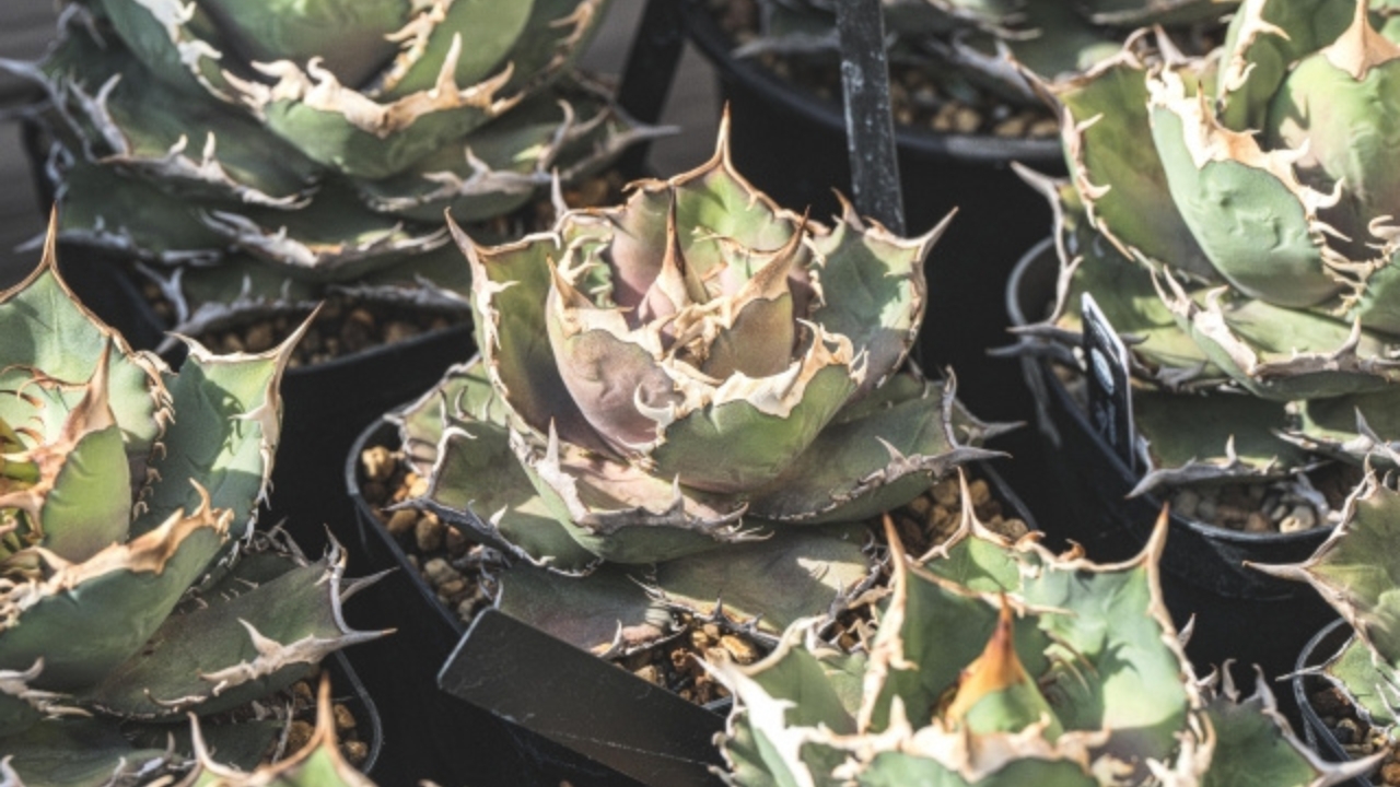 実生チタノタは親と同じにならない？形がバラバラな理由と選抜の魅力