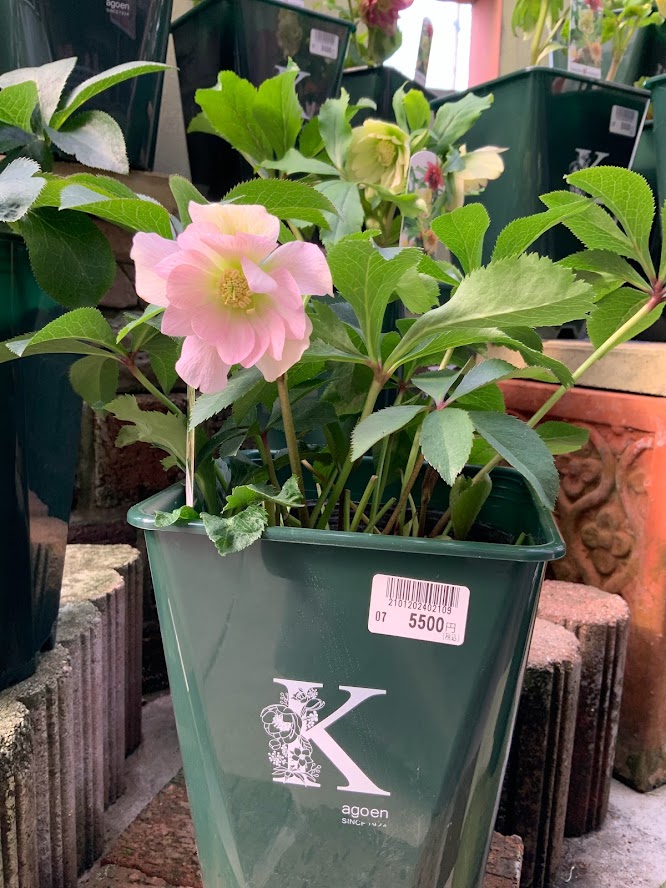 花郷園クリスマスローズ入荷しました！！ | 鹿児島園芸ガーデニング