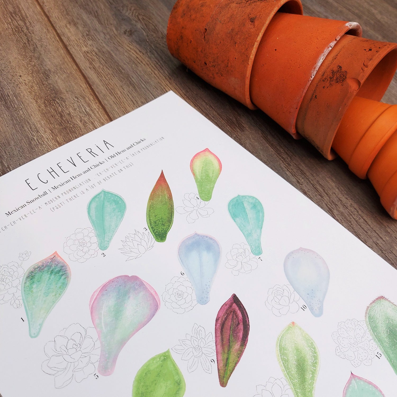 Echeveria Plant Identification Cheat Sheet – Talking of Plants