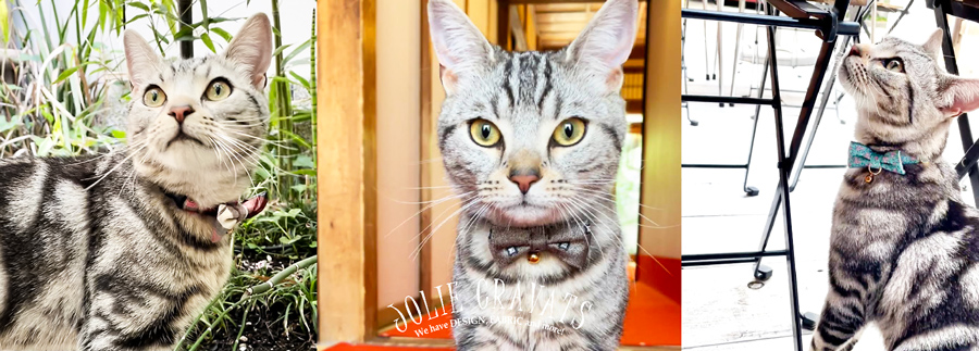 京都・西陣織 猫ちゃん用蝶ネクタイ 『JOLIE CRAVATS(ジョリ―クラバッツ)』