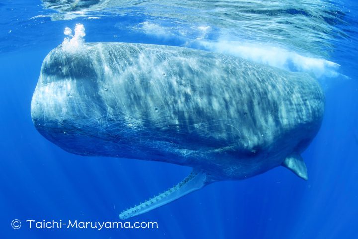 下顎で音をキャッチするマッコウクジラ🐳 - 丸山太一