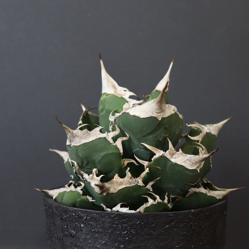 雷土陶器鉢】アガベSAD (南アフリカダイヤモンド) EC428 – TaiShoDo