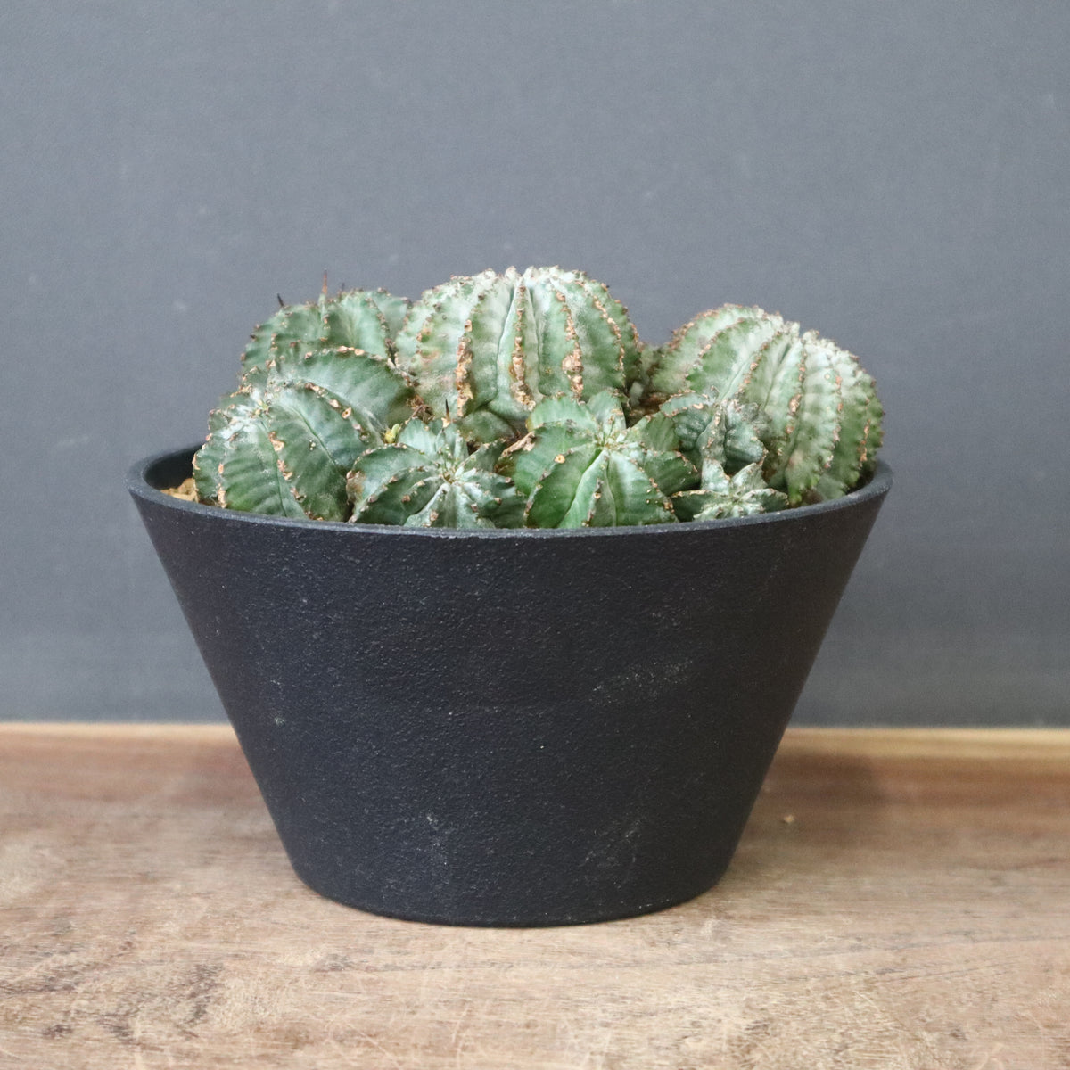 ユーフォルビア – TaiShoDo ONLINE SHOP