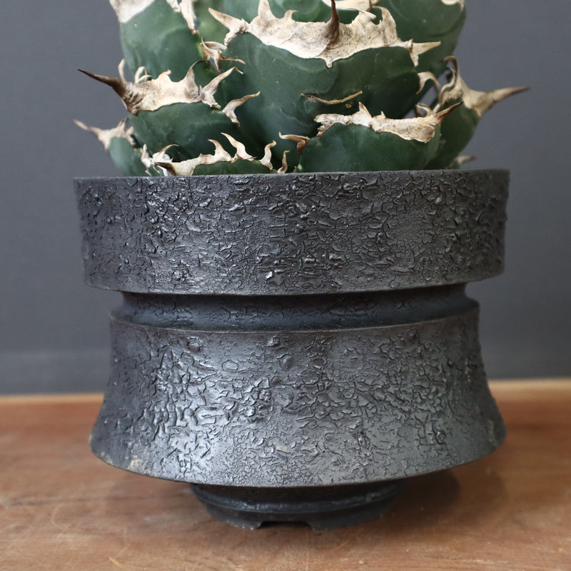 雷土陶器鉢】アガベSAD (南アフリカダイヤモンド) EC428 – TaiShoDo