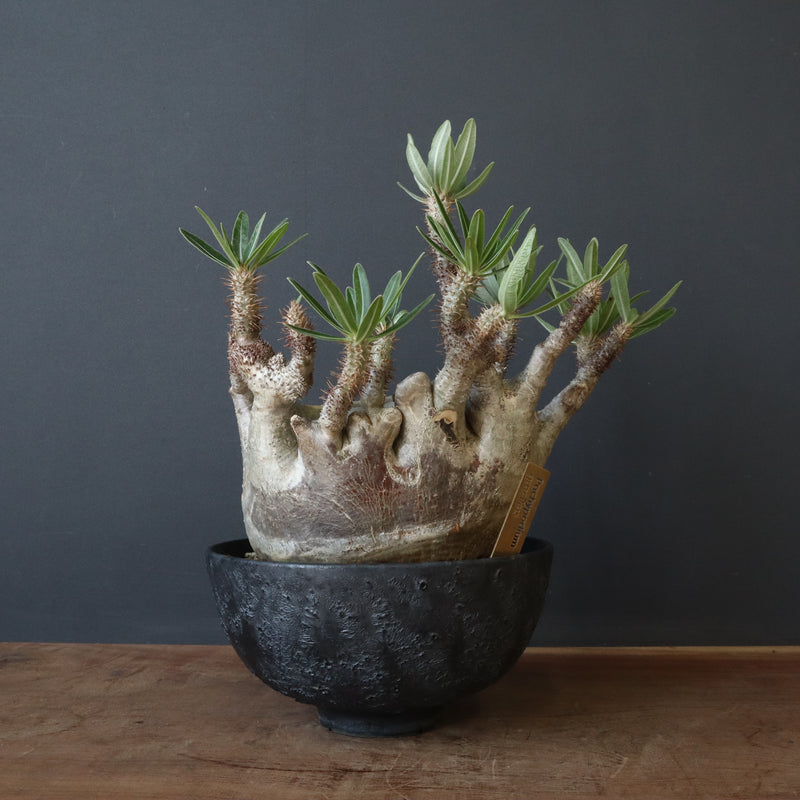 中川智治陶器鉢】P.グラキリス 215【綴化】 – TaiShoDo ONLINE SHOP