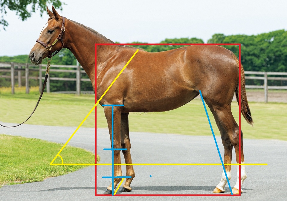 キャロットクラブ2025募集馬の馬体診断と評価③～関西入厩予定馬No.47