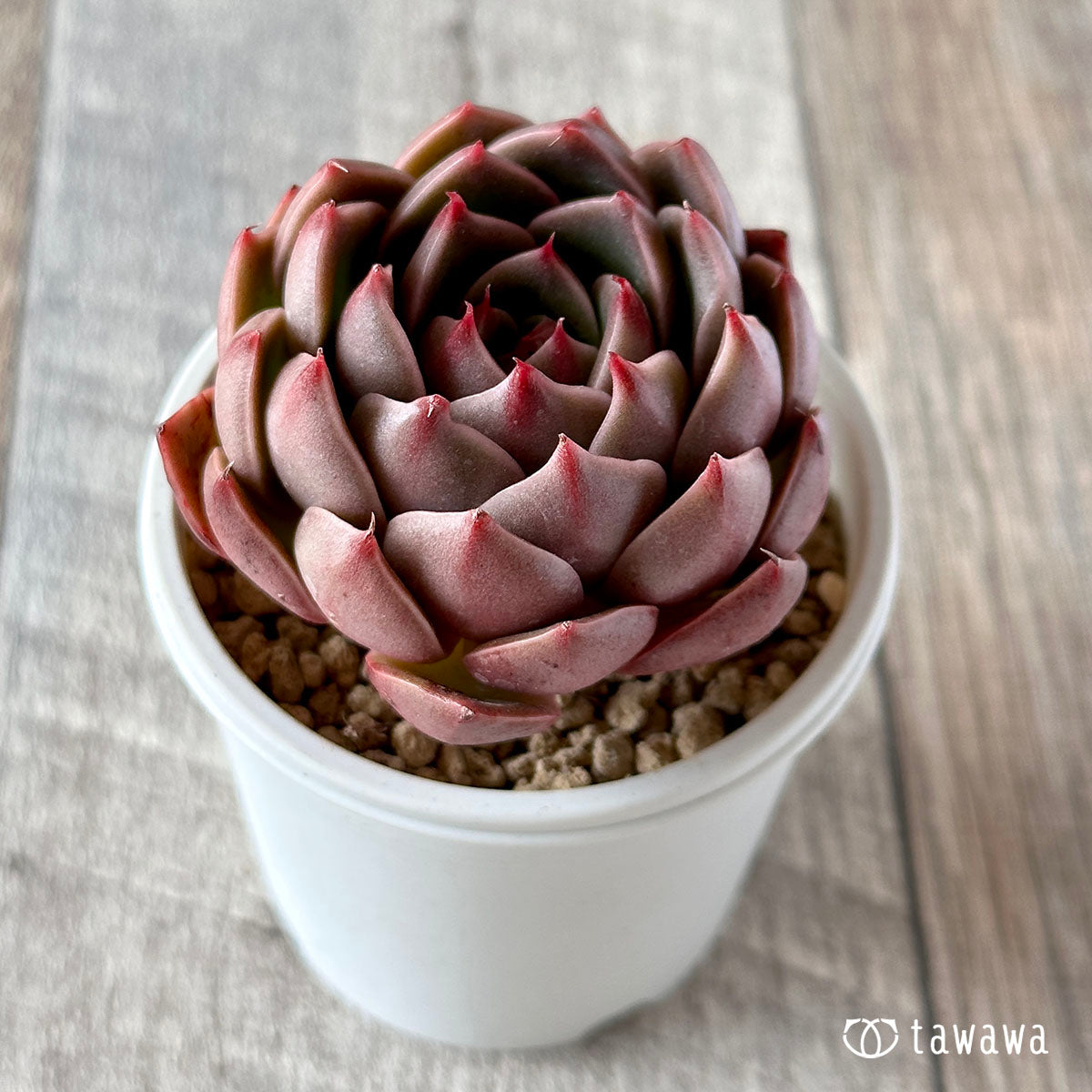 Top【選抜株】多肉植物 18996ブルーライト 10個 鉢無し/脱土 Top【選抜