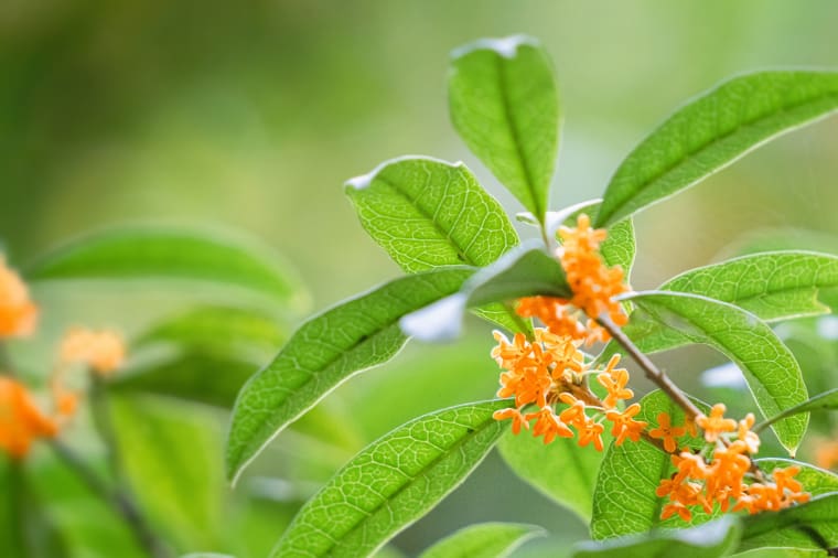 エルメス】オスマンサスユンナンのレビュー｜冷たい白茶に金木犀