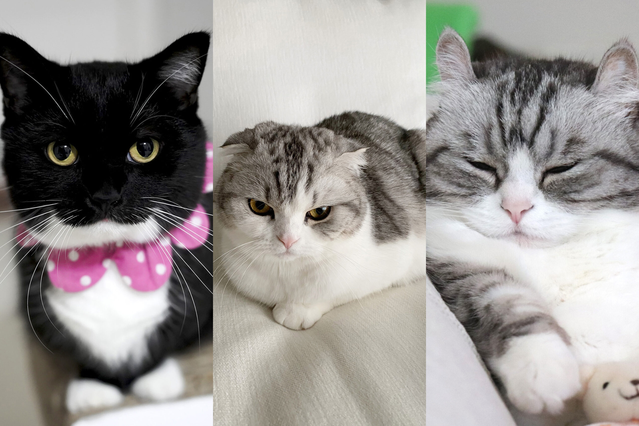 猫の合同写真展＆物販展「ねこ休み展 秋 2025」