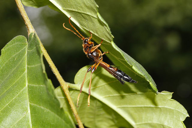 オニホソコバネカミキリ