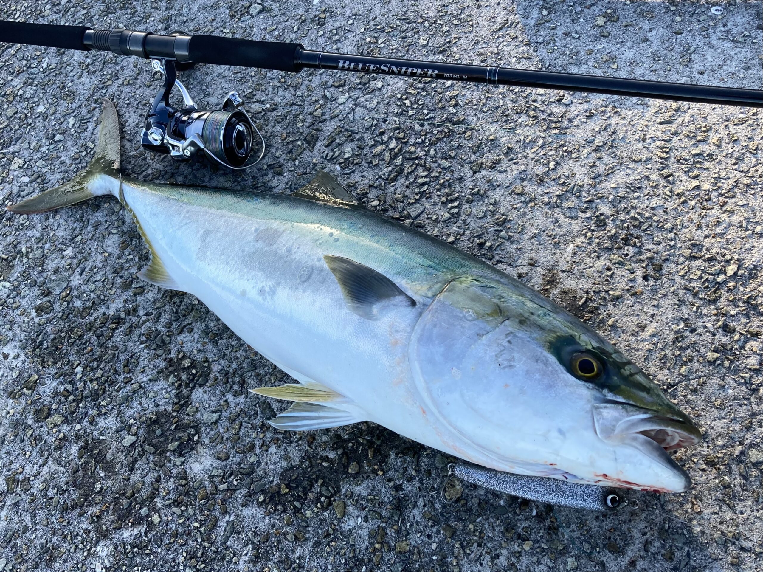 インプレ】24 BLUESNIPER 103ML-Mでたくさん釣りに行ったのでその感想
